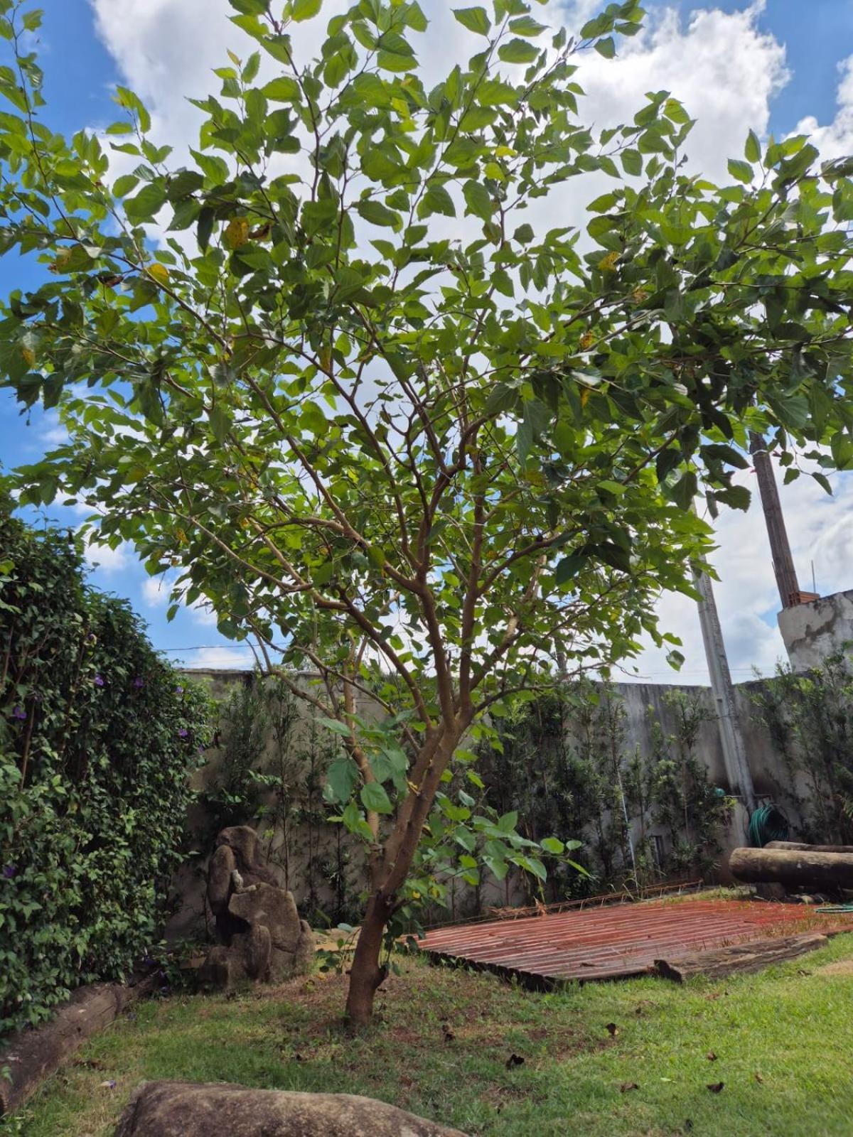 Casa Raizes -